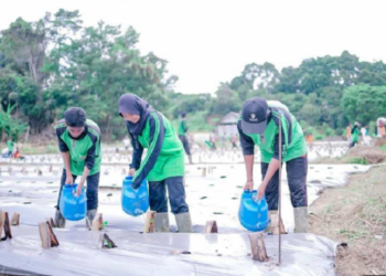 SMK – Sekolah Pertanian Pembangunan Negeri Samarinda Tanam 29 Ribu Pohon Cabai