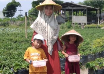 Kunjungan Wisata Petik Strawberry Naik 40 Persen Selama Liburan Idul Fitri 1445 H