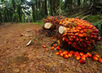 Pasca Idulfitri, Harga TBS Sawit Naik di Setiap Kelompok Umurnya