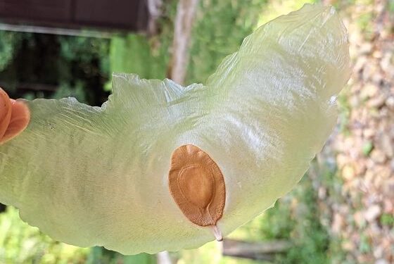 Mengenal Alsomitra macrocarpa yang Jadi Inspirasi Pesawat Terbang