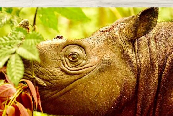 Si Pahu, Badak Kalimantan di Kutai Barat