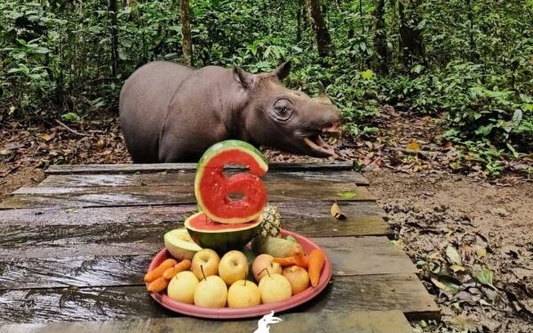 Seputar Badak Kalimantan di Suaka Kelian Kutai Barat