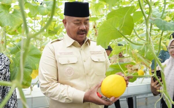 Bupati Kukar Panen Melon di Lahan Green House Desa Rapak Lambur