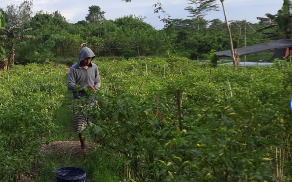 Kecamatan Sebulu  Masih Andalkan Pertanian dan Perkebunan