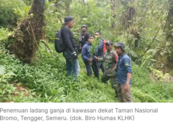 Kemenhut Jelaskan Penemuan Ladang Ganja  Berkat Kolaborasi dengan Polisi