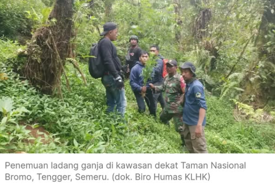 Kemenhut Jelaskan Penemuan Ladang Ganja  Berkat Kolaborasi dengan Polisi