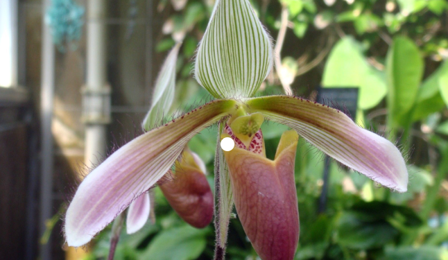 Anggrek Paphiopedilum dayanum