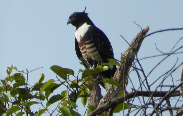 Keanekaragaman Fauna Burung  di Cagar Biosfer GSK-BB Riau