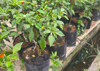 Kecamatan Loa Janan Dorong Pertanian di Pekarangan Rumah