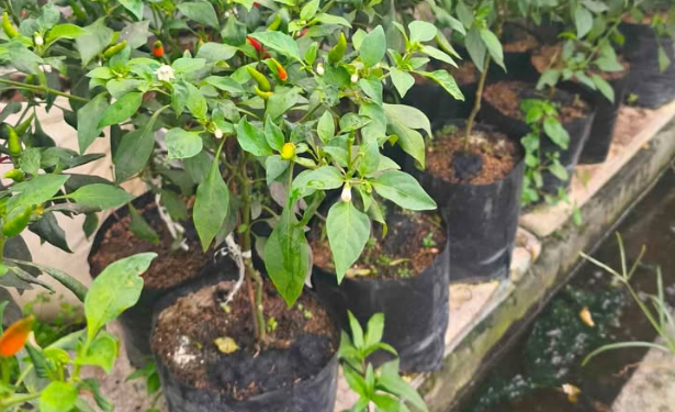 Kecamatan Loa Janan Dorong Pertanian di Pekarangan Rumah