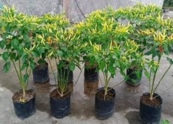 Kecamatan Loa Janan Optimalisasi Lahan Kosong Masjid