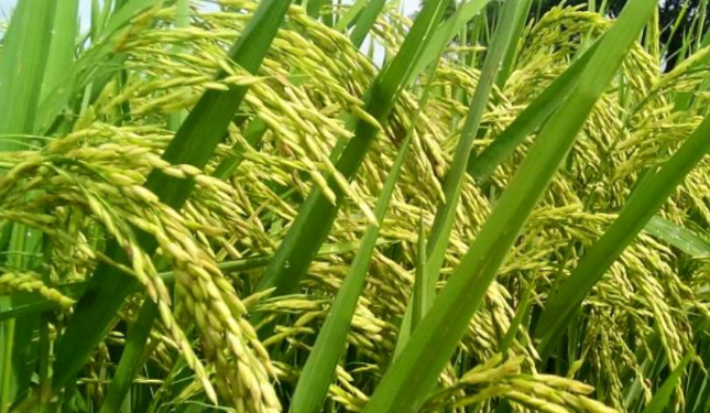 Berapa Lama Tanaman Padi Berproduksi