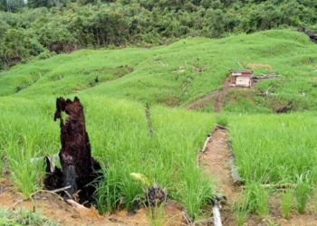 DPMD Kukar Berharap Desa Maksimalkan Potensi Pertanian