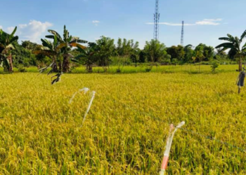 Pemdes Embalut Lanjutkan Program Pertanian di Lahan Bekas Tambang