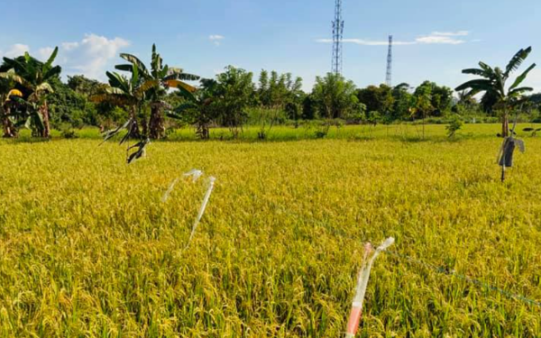 Pemdes Embalut Lanjutkan Program Pertanian di Lahan Bekas Tambang