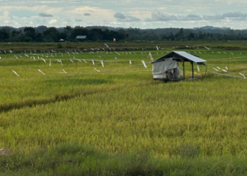 Wagub Rendi Solihin Ikuti Rakor Percepatan Swasembada  Pangan