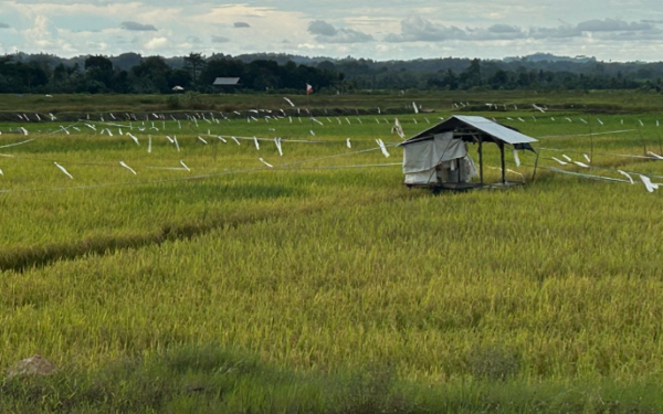 Wagub Rendi Solihin Ikuti Rakor Percepatan Swasembada  Pangan