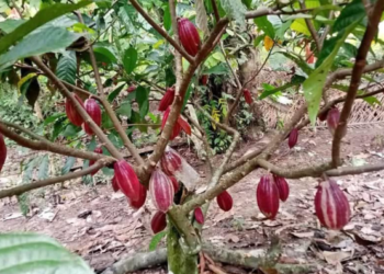 Desa Lung Anai Andalkan Potensi Kakao Menjadi Olahan Colekat