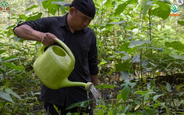 Menjaga Pakan, Menjaga Masa Depan Suaka Badak Kelian