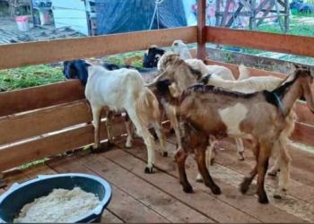 Pemberdayaan Ekonomi, Desa Loa Raya Raih Desa Mandiri