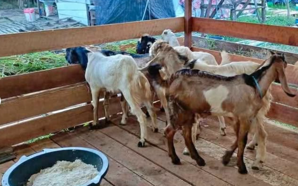 Pemberdayaan Ekonomi, Desa Loa Raya Raih Desa Mandiri