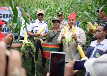 Bupati Kukar Panen Jagung dan Ikan di Poktan Tri Rukun
