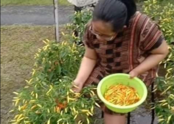 Pemdes Ponoragan Kembangkan Sektor Pertanian dan Perikanan