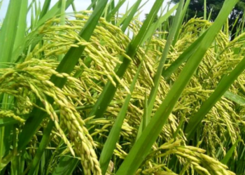 Banyuwangi Kembangkan Beras Bernutrisi dan Ramah Lingkungan