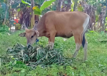 Kukar Jalin Kerjasama Dengan Lombok Timur Dalam Pengembangan Sapi