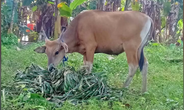 Kukar Jalin Kerjasama Dengan Lombok Timur Dalam Pengembangan Sapi