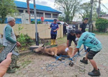 Hewan Kurban Nasional 2025 Mencapai  1,8 Juta Ekor