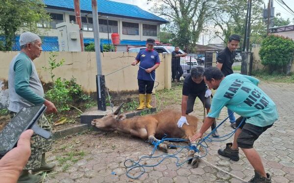 Hewan Kurban Nasional 2025 Mencapai  1,8 Juta Ekor