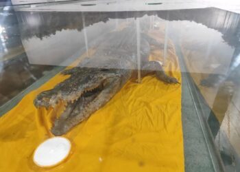 Museum Kayu Tuah Himba Jadi Pilihan Wisata Saat Libur Sekolah