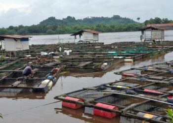 Kelompok Budidaya Ikan Nila Desa Jembayan Terima Bantuan PT PLN