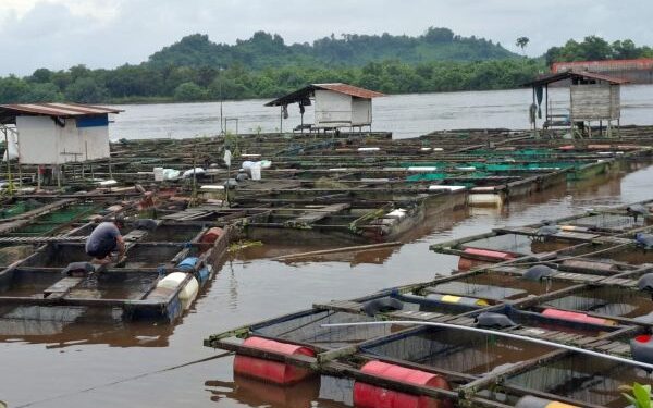Kelompok Budidaya Ikan Nila Desa Jembayan Terima Bantuan PT PLN