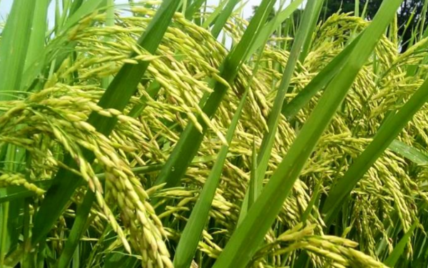 Desa Ponoragan Komitmen Dukung Ketahanan Pangan