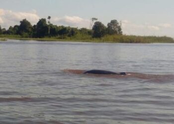 Alimin, Penjaga Pesut Mahakam Dari Desa Pela