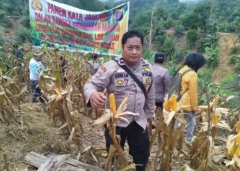 Bersama Kelompok Tani Padaidi,  Polsek Loa Janan Panen Jagung Hibrida