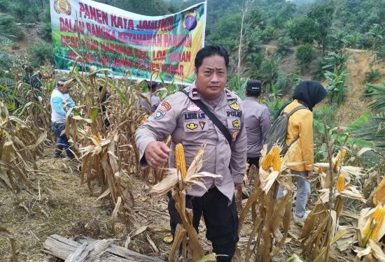 Bersama Kelompok Tani Padaidi,  Polsek Loa Janan Panen Jagung Hibrida