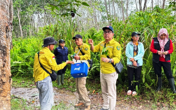 Melawan Ancaman Jamur Akar Putih di Kebun Karet Kutai Barat
