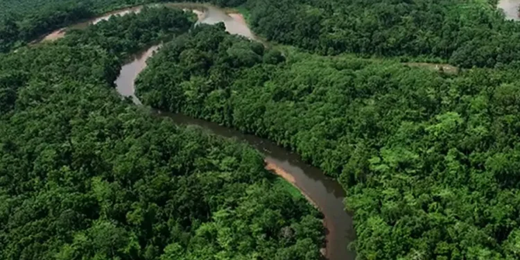 Pemprov Kaltim Klaim Persentase Deforestasi Hanya 0,15 Persen