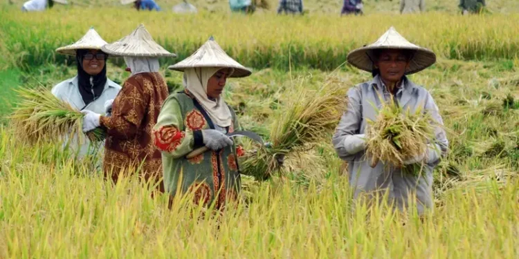 Daya Beli Petani Kaltim Terkoreksi di Akhir 2025, Biaya Konsumsi Jadi Pemicu Utama