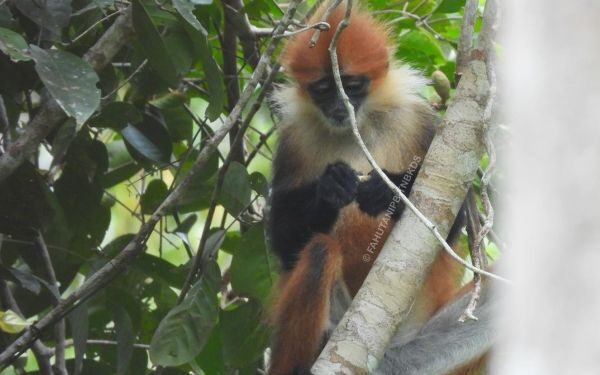 Mengenal Primata Indonesia Terancam Punah Dalam Peringatan Hari Primata Indonesia 2026