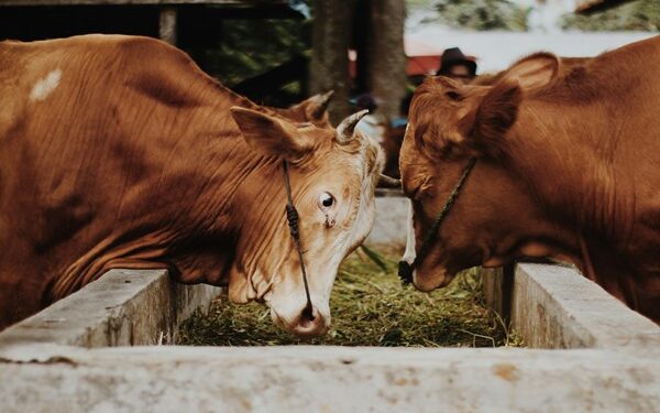 Waspada Heat Stress pada Ternak di Musim Kemarau: Ini Langkah Antisipasi dari DPKH Kaltim