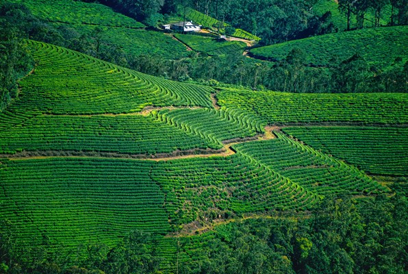 Hilirisasi Perkebunan untuk Kedaulatan di Atas Tanah Sendiri
