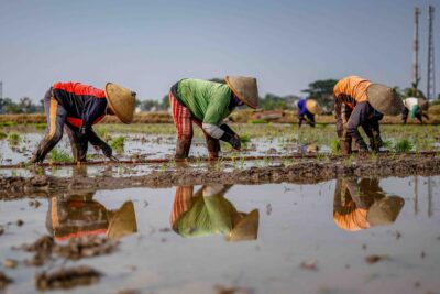 Geliat Napas di Pematang Sawah: Asa Baru Kesejahteraan Petani